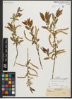 Foto von Salix triandra subsp. amygdalina (L.) Schübl. & G. Martens